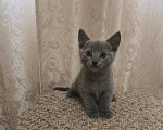 Кошки в Новосибирске: Котята русской голубой  Девочка, 40 000 руб. - фото 3