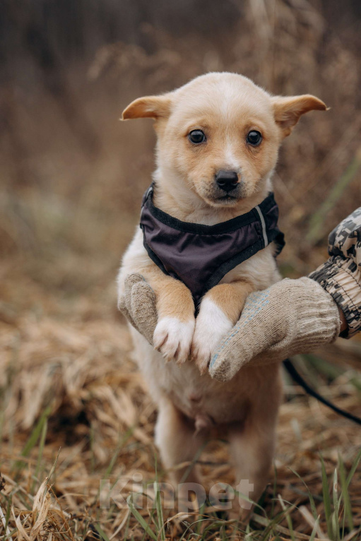 Собаки в Москве: Щенок из приюта ищет дом и семью! Мальчик, Бесплатно - фото 1