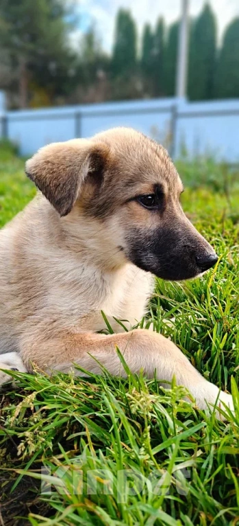 Собаки в других городах Московской области: Лорд якутенок в добрые руки Мальчик, Бесплатно - фото 5