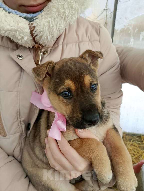 Собаки в других городах Московской области: Щенки ищут дом. Девочка, 500 руб. - фото 3