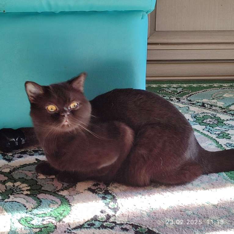 Кошки в Москве: Шоколадная девочка Девочка, 20 000 руб. - фото 6