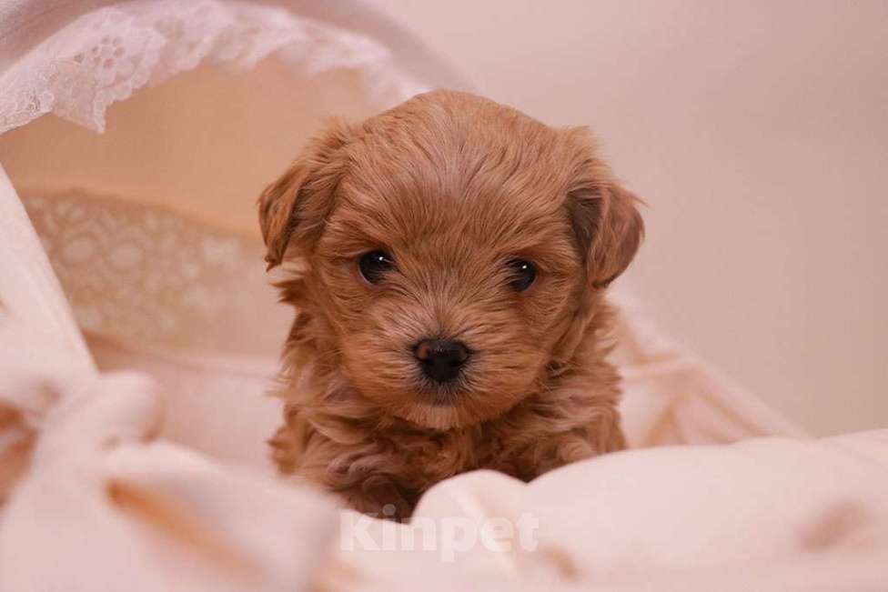 Собаки в Москве: Мальтипу мальчик стандарт  Мальчик, 120 000 руб. - фото 2