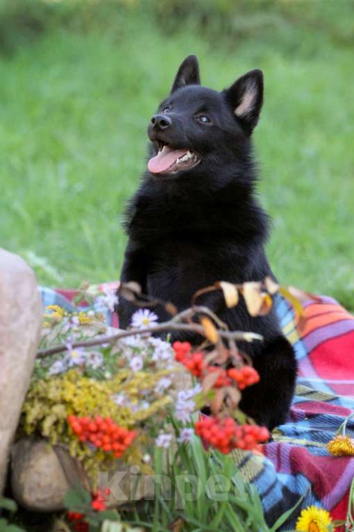 Собаки в других городах Московской области: красавец мальчик Мальчик, 60 000 руб. - фото 5