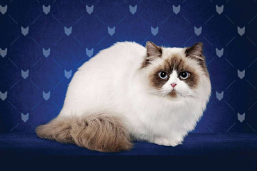 Наполеон (менуэт)