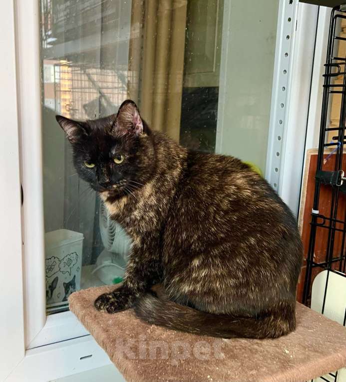 Кошки в Москве: Ласковая плюшевая кошечка Скарлет в добрые руки Девочка, Бесплатно - фото 10