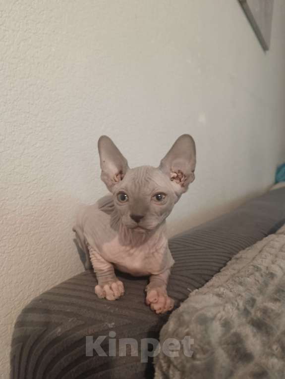 Кошки в Москве: Лиловый  Мальчик, 30 000 руб. - фото 7