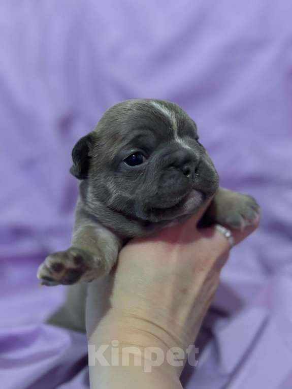 Собаки в Хабаровске: Щенок французского бульдога Девочка, 50 000 руб. - фото 2