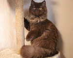 Кошки в Ростове-на-Дону: Шоколадная девочка Девочка, Бесплатно - фото 1