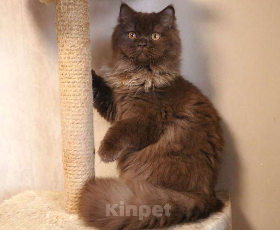 Кошки в Ростове-на-Дону: Шоколадная девочка Девочка, Бесплатно - фото 1