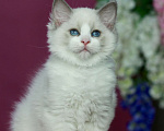 Кошки в Москве: Рэгдолл- котенок биколор Девочка, 70 000 руб. - фото 4