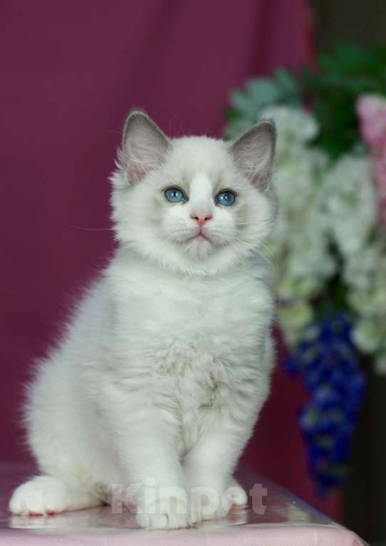 Кошки в Москве: Рэгдолл- котенок биколор Девочка, 70 000 руб. - фото 4