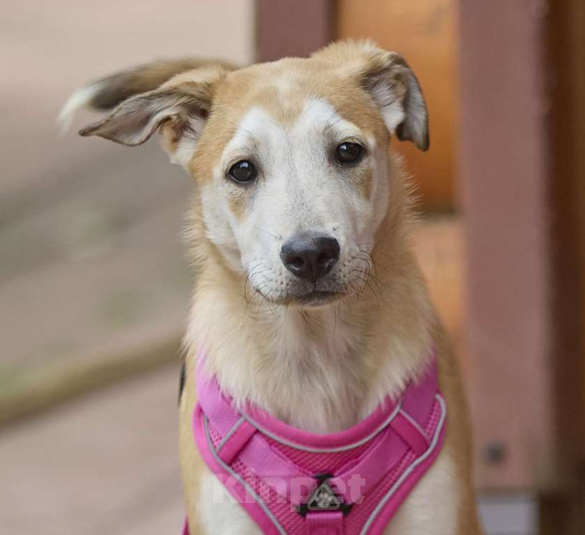 Собаки в других городах Московской области: Сэнди в поисках своей семьи Девочка, Бесплатно - фото 5