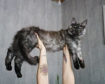 Кошки в Химках: Молодой кот Мейн-Кун  Мальчик, 100 000 руб. - фото 2