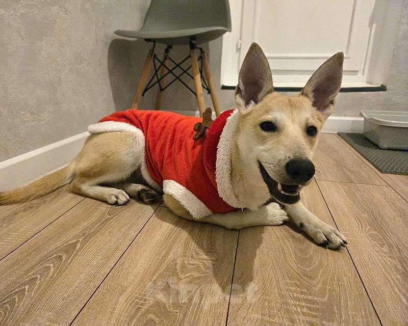 Собаки в Москве: Умнейшая домашняя некрупная собачка-подросток Чапа ищет дом Девочка, 10 руб. - фото 5