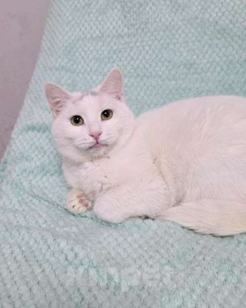 Кошки в Москве: Ромушка ищет дом Девочка, Бесплатно - фото 3