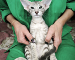 Кошки в Москве: Ориентальные котята Мальчик, 65 000 руб. - фото 1