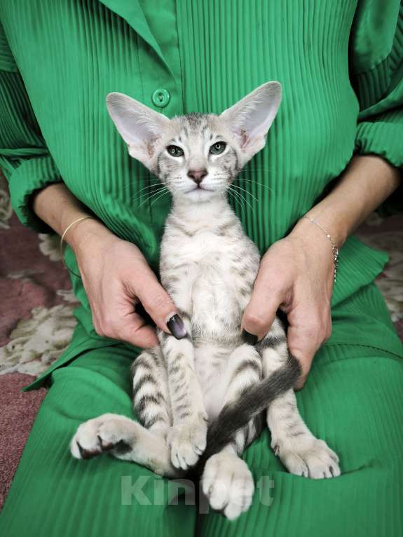 Кошки в Москве: Ориентальные котята Мальчик, 65 000 руб. - фото 1