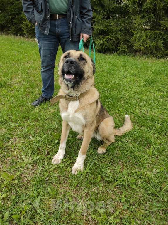 Собаки в Москве: Найда Девочка, Бесплатно - фото 3