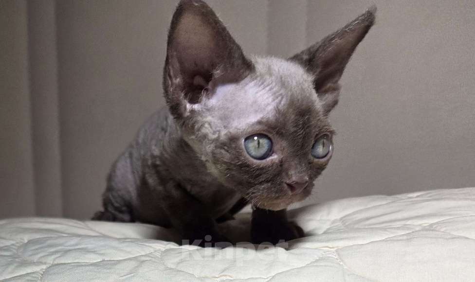 Кошки в Москве: Котенок Девон рекс Девочка, 85 000 руб. - фото 3