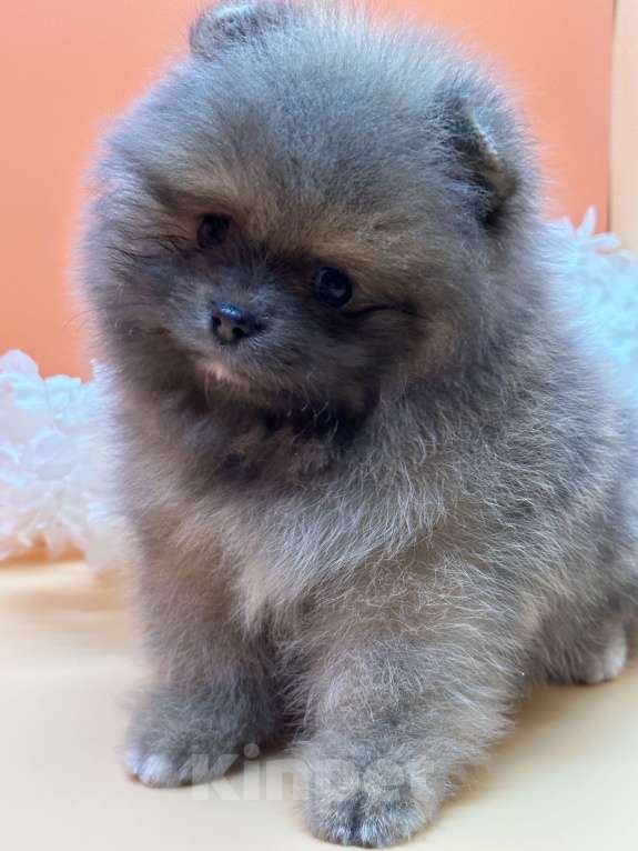 Собаки в Санкт-Петербурге: Голубо-соболиный мальчик Мальчик, 30 000 руб. - фото 3