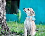 Собаки в Москве: Маленькое рыжее солнце Джордан Мальчик, Бесплатно - фото 3