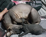 Кошки в Лысково: Котёнок канадский сфинкс, 7 000 руб. - фото 3