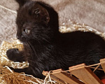 Кошки в Москве: Котенок Магги, 2 месяца, окрас черный мрамор Девочка, Бесплатно - фото 5