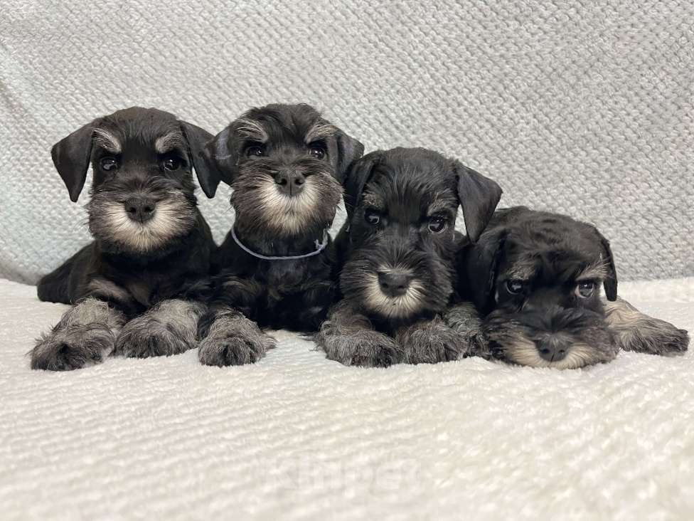 Собаки в Нижнем Новгороде: Продаются щенки цвергшнауцера черный с серебром  Мальчик, 60 000 руб. - фото 2