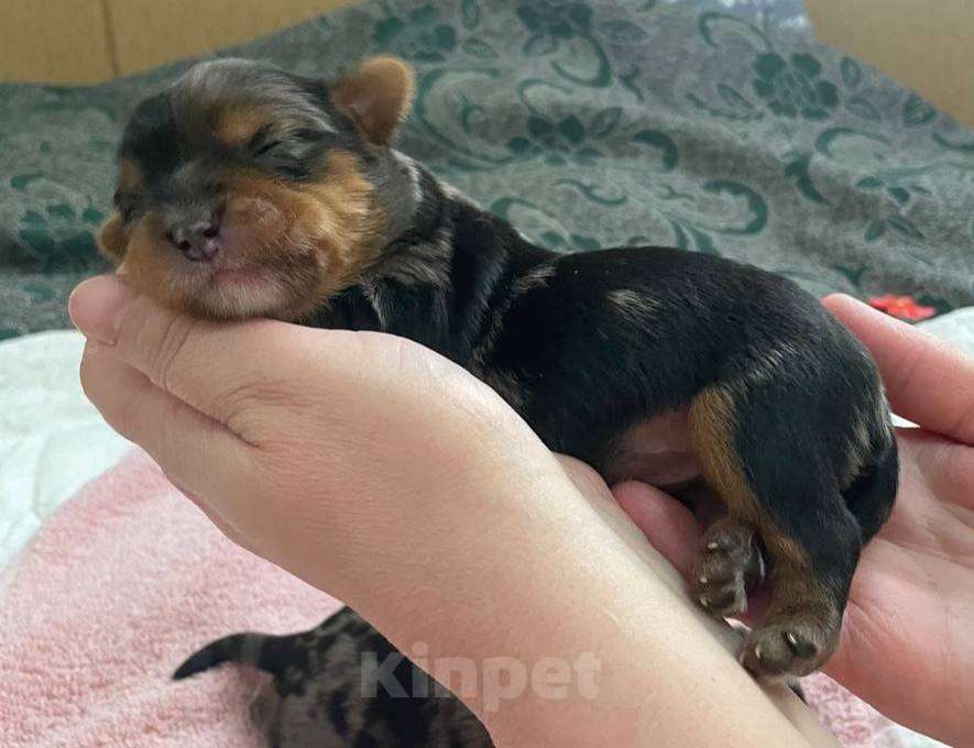 Собаки в Хабаровске: Йоркширский терьер щенки Разнополые, 40 000 руб. - фото 7