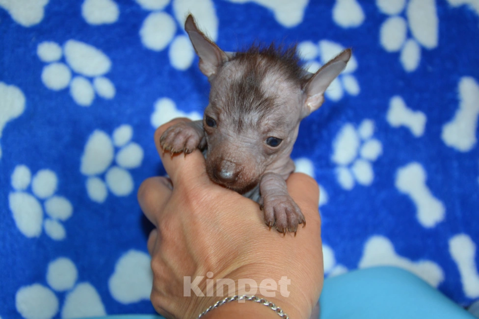 Собаки в Москве: Щенок ксолоитцкуинтли мини (ксоло) Девочка, 50 000 руб. - фото 3