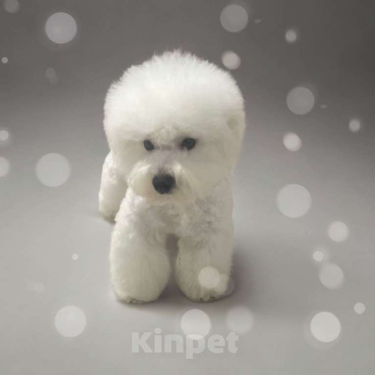 Собаки в Москве: Щенок бишон фризе  Мальчик, 140 000 руб. - фото 3