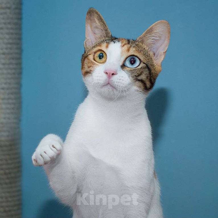 Кошки в Москве: Кошечка с разноцветными глазами в добрые руки 💛🩵 Девочка, Бесплатно - фото 2