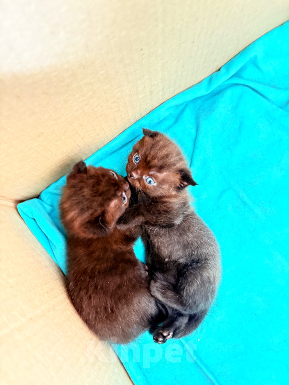 Кошки в Омске: Шотландский котенок Девочка, 10 000 руб. - фото 7
