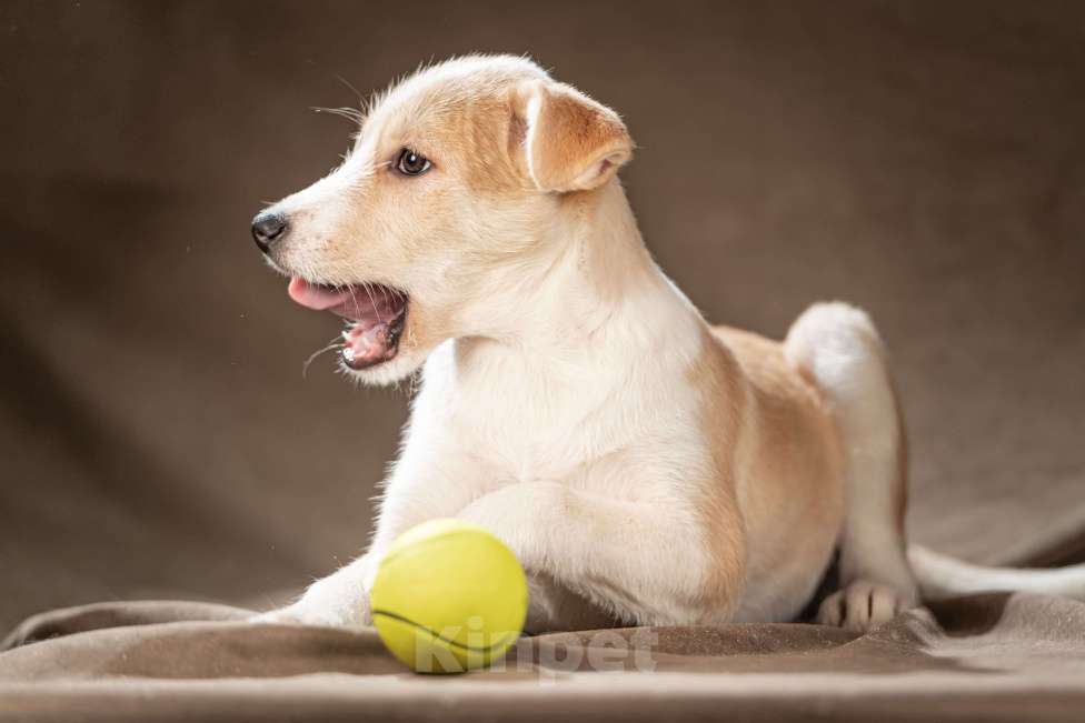 Собаки в Клине: Майло — весёлый озорник готов дарить вам улыбки Мальчик, Бесплатно - фото 4