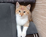 Кошки в Челябинске: В добрые руки кошечку Девочка, Бесплатно - фото 2