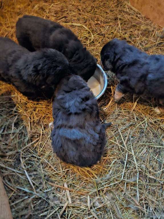 Собаки в Москве: Щенки банхара Мальчик, Бесплатно - фото 3