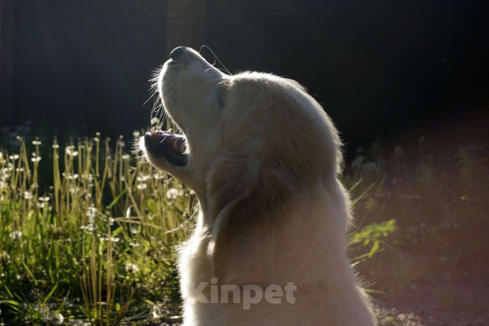Собаки в Санкт-Петербурге: Щенки золотистого ретривера с документами, проверены по здоровью Москва Мальчик, Бесплатно - фото 4