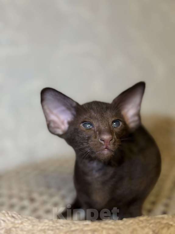 Кошки в Краснодаре: Ориентальный котёнок . Мальчик, Бесплатно - фото 1