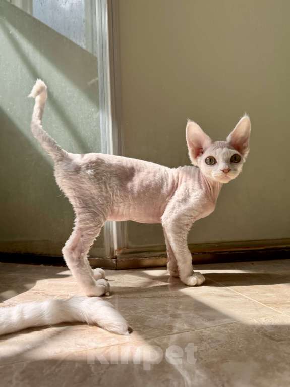 Кошки в Москве: Девочка белая Райян Девочка, 50 000 руб. - фото 2