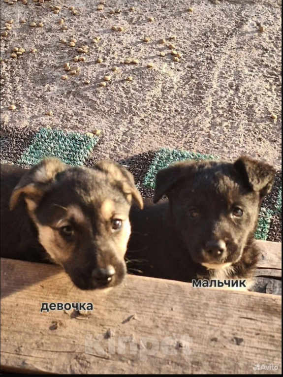 Собаки в других городах Башкортостана: Щенки Девочка, Бесплатно - фото 2