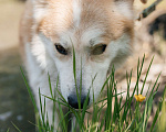 Собаки в Химках: Рыжий пес Мальчик, Бесплатно - фото 7