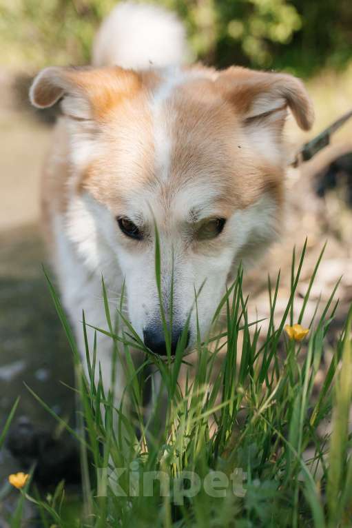 Собаки в Химках: Рыжий пес Мальчик, Бесплатно - фото 7