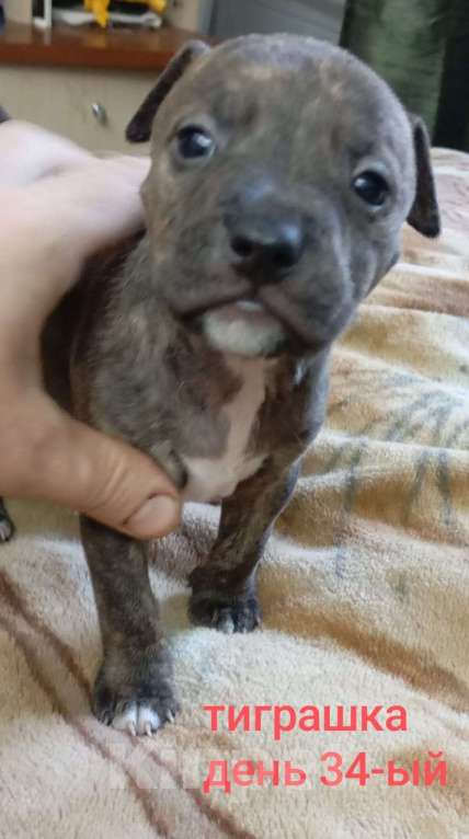 Собаки в других городах Московской области: Щенок Питбуля Девочка Тигровая рождена 29.07.25 Девочка, 25 000 руб. - фото 2