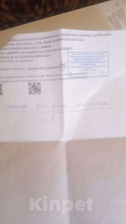 Собаки в Балашихе: Игривая девочка,ищет дом  Девочка, Бесплатно - фото 3