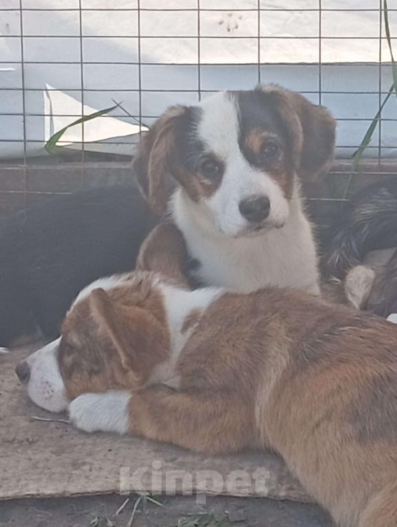Собаки в Белгороде: Вельш-корги кардиган щенки Мальчик, 40 000 руб. - фото 5
