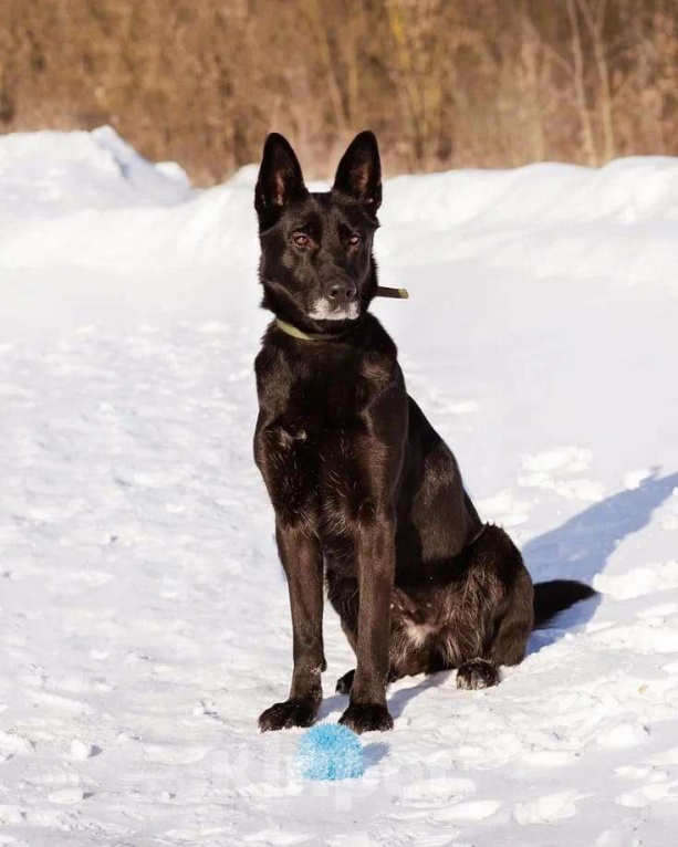 Собаки в Москве: Рада ищет свой дом Девочка, Бесплатно - фото 5