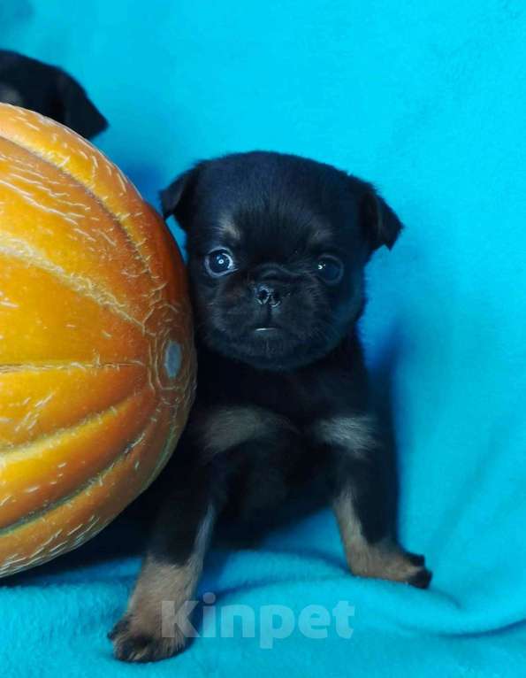 Собаки в Москве: Малый брабансон ч/п мальчик Мальчик, 45 000 руб. - фото 3