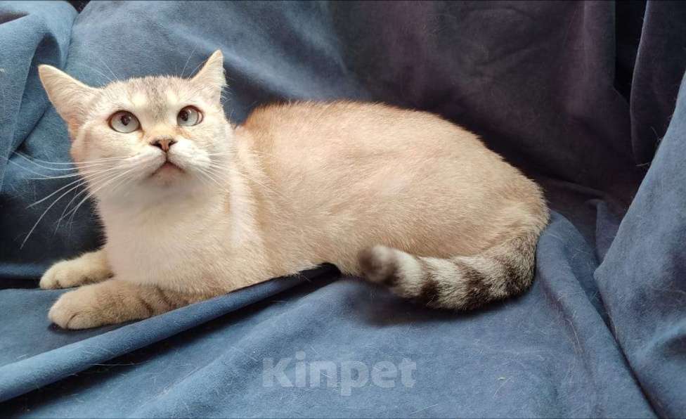 Кошки в Москве: Британские и шотландские кошки и коты Девочка, 10 000 руб. - фото 2