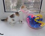 Кошки в Москве: Шотландский вислоухий котенок, девочка Девочка, 15 000 руб. - фото 2