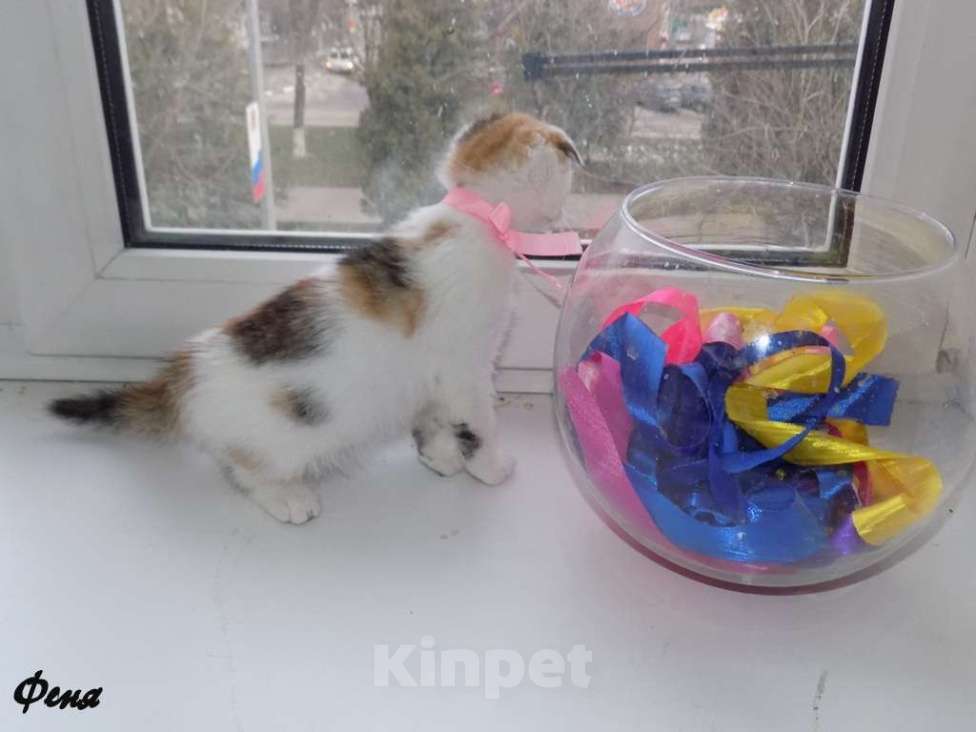 Кошки в Москве: Шотландский вислоухий котенок, девочка Девочка, 15 000 руб. - фото 2
